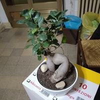 bonsai ginseng 