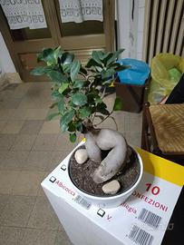 bonsai ginseng 