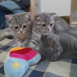 Cuccioli Scottish fold e Scottish straight 