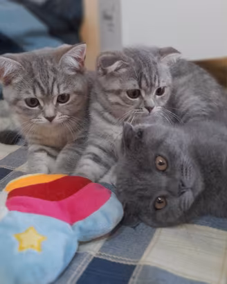 Cuccioli Scottish fold e Scottish straight 
