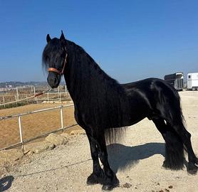 Cavallo frisone alta scuola