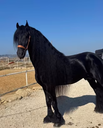 Cavallo frisone alta scuola