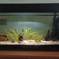 Acquario acqua dolce