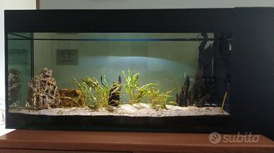 Acquario acqua dolce