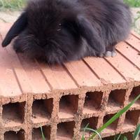 Conigli ariete pelo lungo