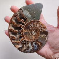 Fossile di ammonite naturale 