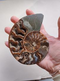 Fossile di ammonite naturale 