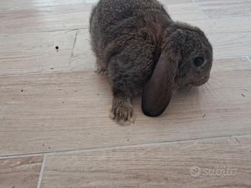 Coniglietto minilop ariete cucciolo