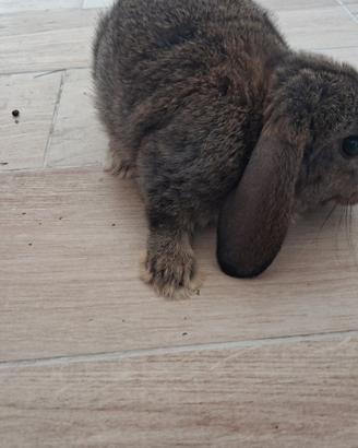 Coniglietto minilop ariete cucciolo