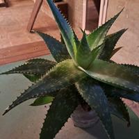 aloe vera e fioriere