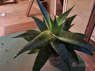 aloe vera e fioriere in legno e vasi in cemento