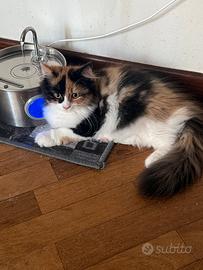 Gatto persiano femmina cucciola