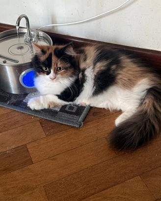 Gatto persiano femmina cucciola