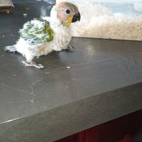 Pulo di conuro del sole