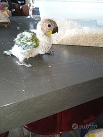 Pulo di conuro del sole