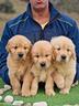 cuccioli-di-golden-retriever-americani
