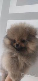 Cucciolata spitz pomerania M e F