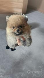 Spitz pomerania