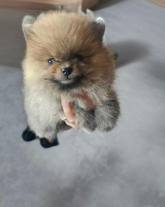 Spitz pomerania