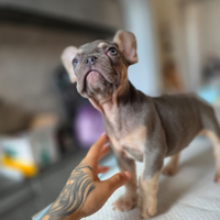 Bulldog Francese