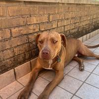 PITBULL red nose circa 1 anno e mezzo