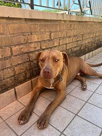 PITBULL red nose circa 1 anno e mezzo