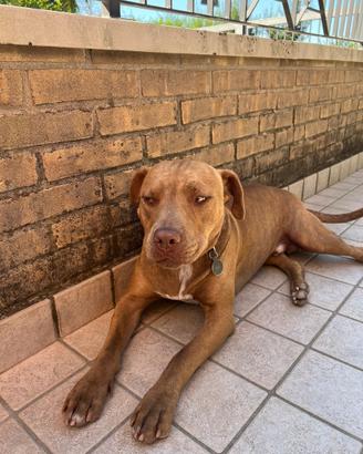 PITBULL red nose circa 1 anno e mezzo