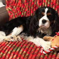 Maschio di cavalier King X monta