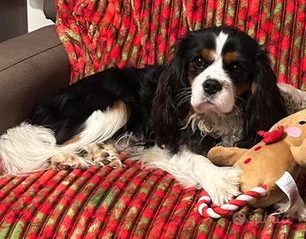 Maschio di cavalier King X monta