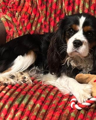 Maschio di cavalier King X monta