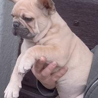 Bouledogue Francese
