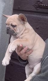 Bouledogue Francese
