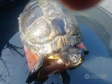 Tartaruga d acqua