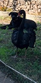 Maschio di Cigno nero