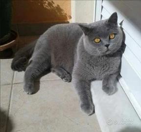 British S.H. maschietto Blue TABBY mackerel