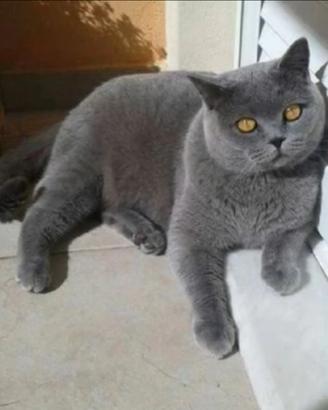 British S.H. maschietto Blue TABBY mackerel