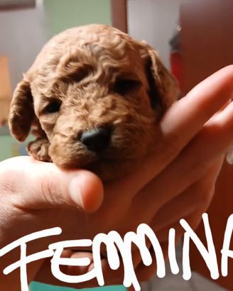 Cuccioli di barboncino nano