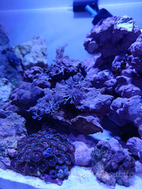 Corallo molle pulsing xenia (3 talee)