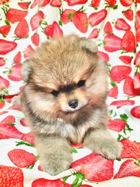 Cuccioli di Spitz di Pomerania nano