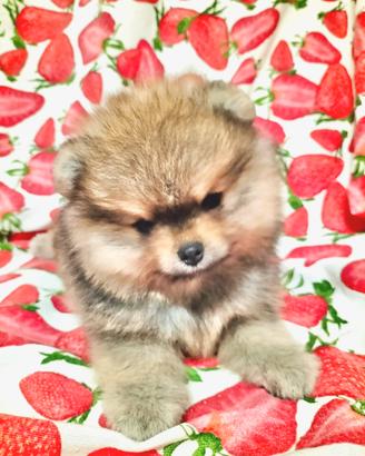 Cuccioli di Spitz di Pomerania nano