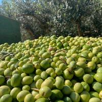 Olio E.V.O. Siciliano annate 2024 e 2025