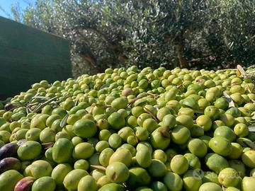 Olio E.V.O. Siciliano annate 2024 e 2025