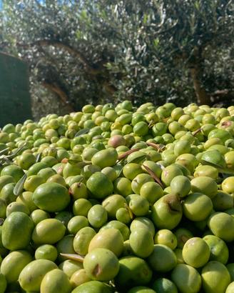Olio E.V.O. Siciliano annate 2024 e 2025