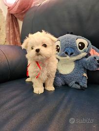 Cuccioli maltese