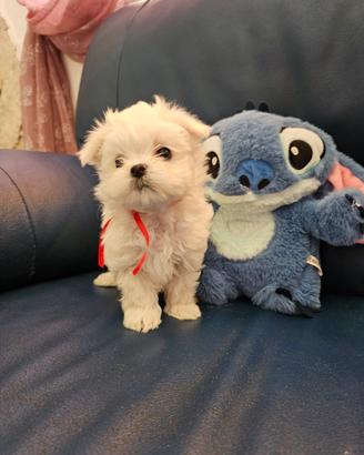 Cuccioli maltese