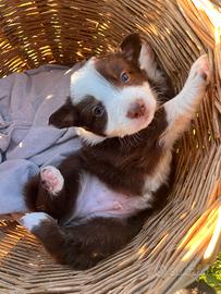 Cuccioli BORDER COLLIE - PASTORE AUSTRALIANO