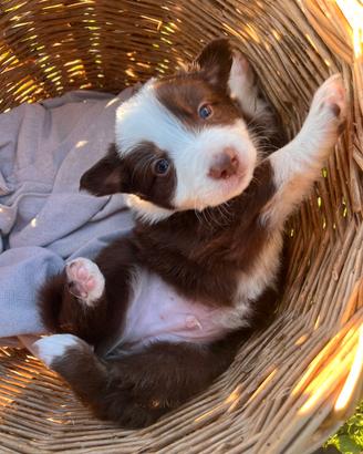 Cuccioli BORDER COLLIE - PASTORE AUSTRALIANO