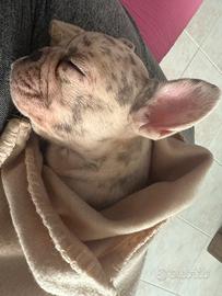 Cuccioli bulldog francese