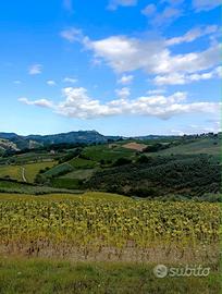Terreno agricolo