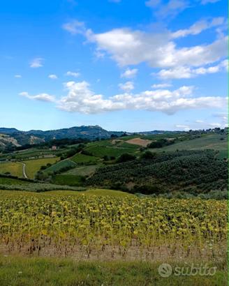Terreno agricolo